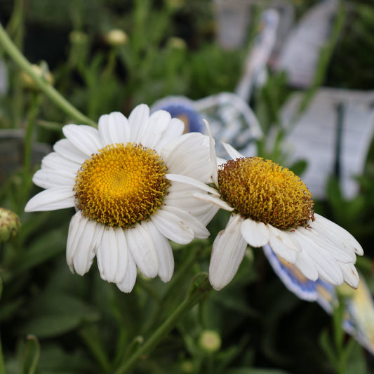 Leucanthemum ‘Becky's' Shasta’ Shasta Daisy
