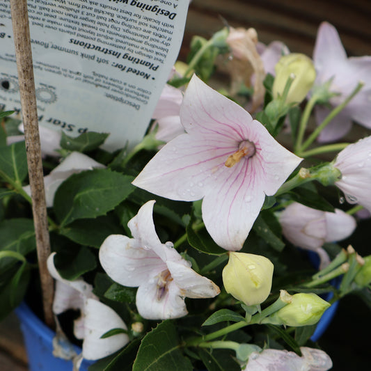 Platycodon 'PopStar Pink' Balloon Flower