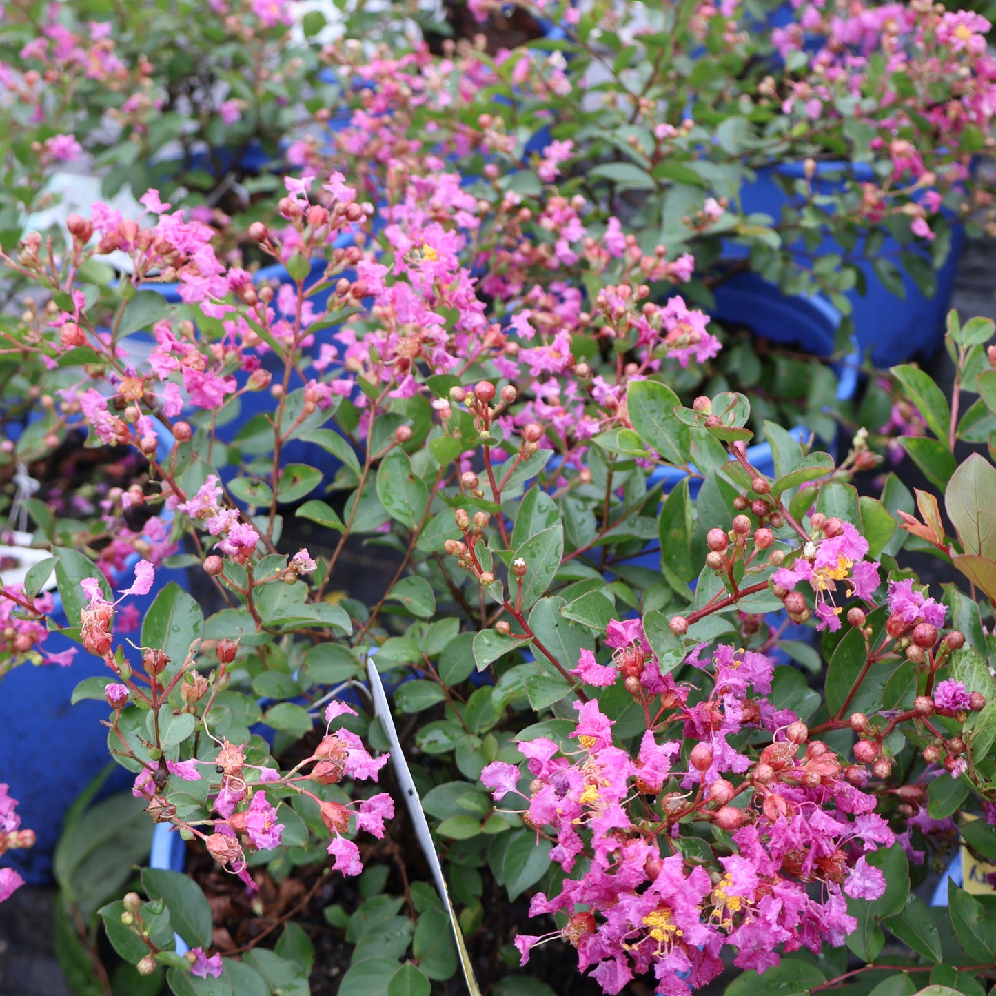 Lagerstroemia Bellini® 'Grape' Crepe Myrtle