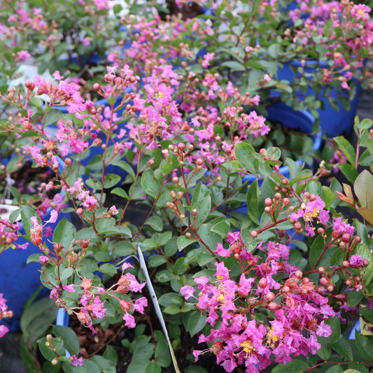 Lagerstroemia Bellini® 'Grape' Crepe Myrtle