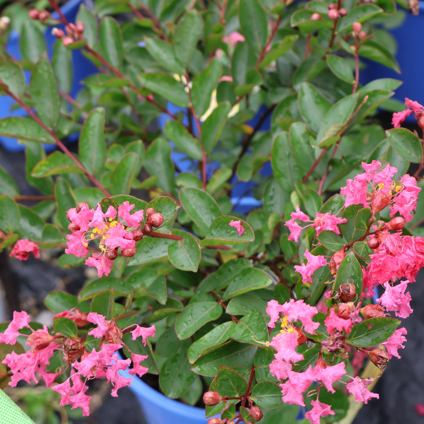 Lagerstroemia Bellini® 'Raspberry' Crepe Myrtle