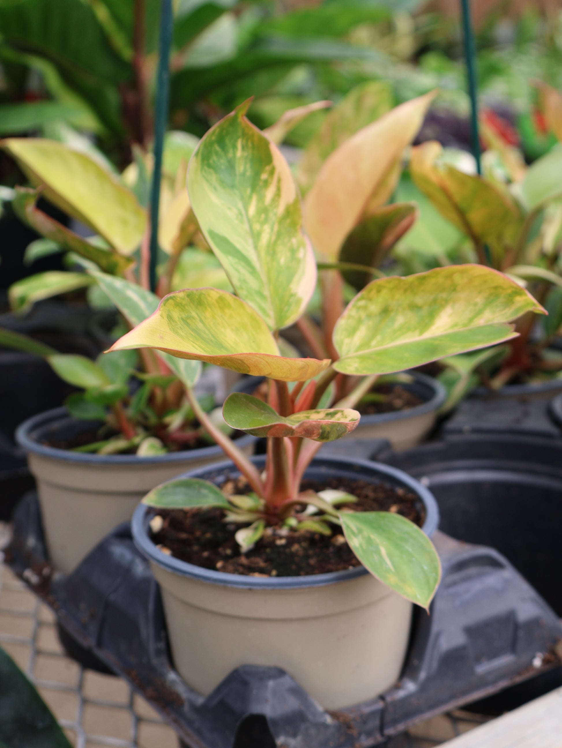 philodendron congo red variegata 4.5" PHILODENDRON RED CONGO VARIEGATED – Pandy's Garden Center