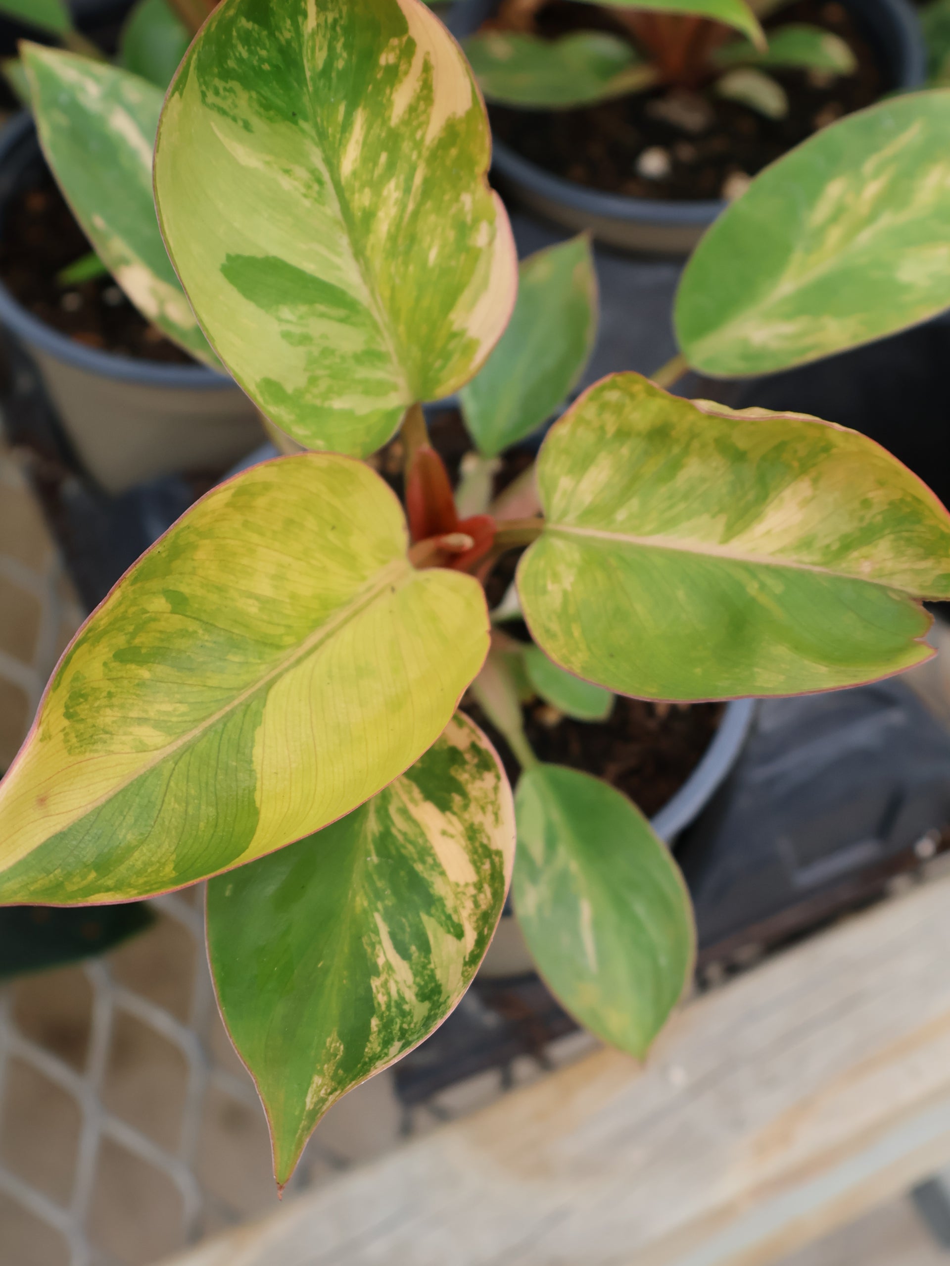 philodendron cocovanda 4.5" PHILODENDRON RED CONGO VARIEGATED