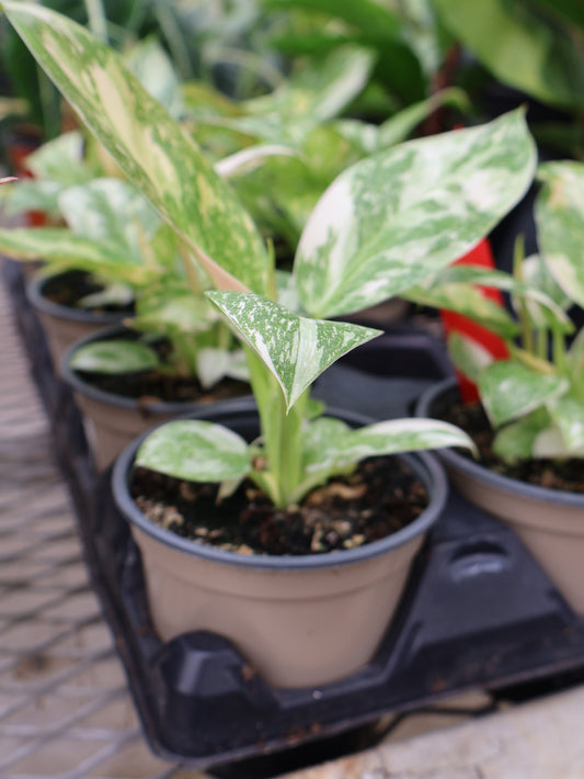 4.5" PHILODENDRON GREEN CONGO NUCLEAR