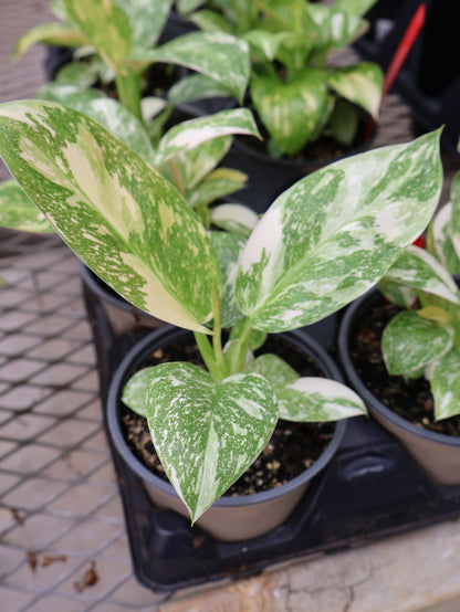 4.5" PHILODENDRON GREEN CONGO NUCLEAR