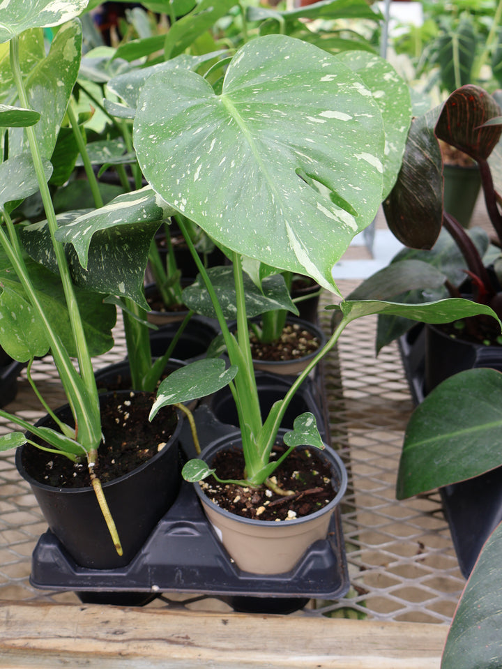 4.5" THAI CONSTELLATION MONSTERA