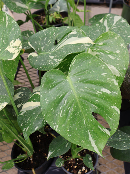 4.5" THAI CONSTELLATION MONSTERA