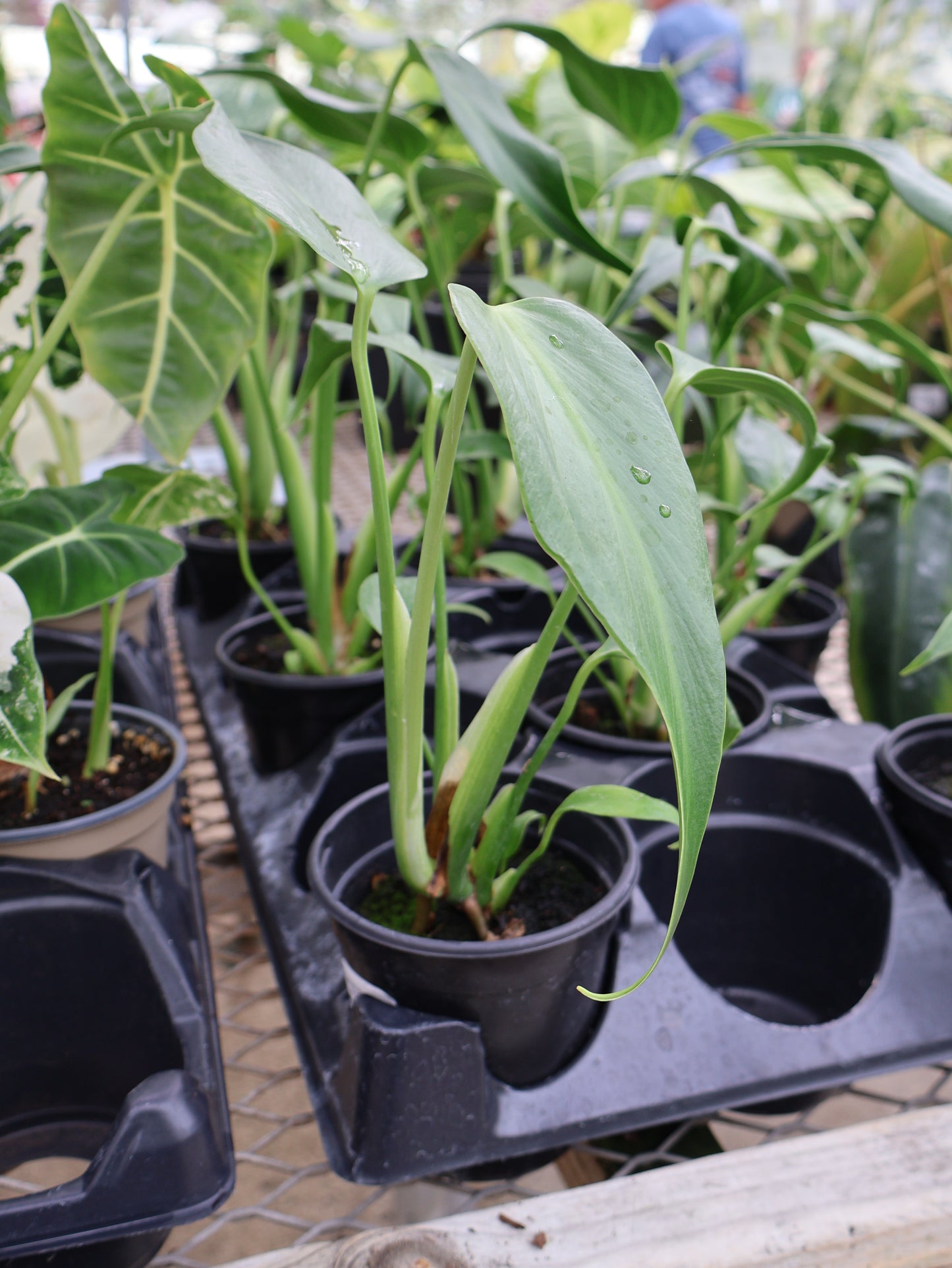 4" MONSTERA BURLE MARX FLAME