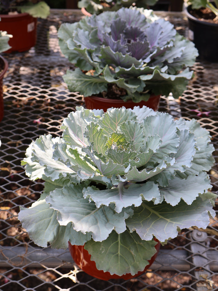 8" FLOWERING CABBAGE/ KALE