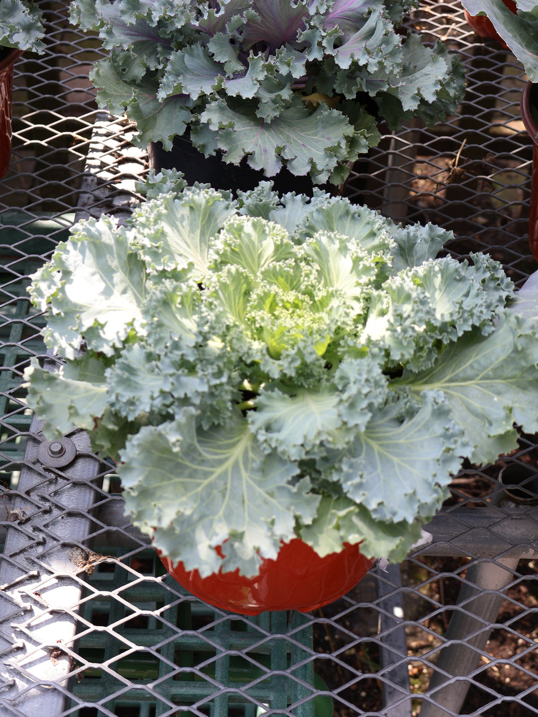 8" FLOWERING CABBAGE/ KALE