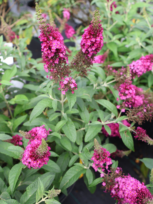 Butterfly Bush - Cranberry Chrysallis Dwarf