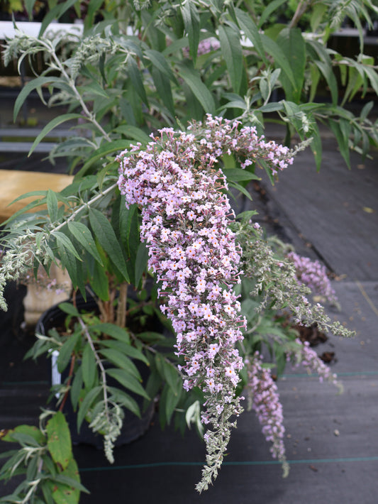 Butterfly Bush - Grande Cascade
