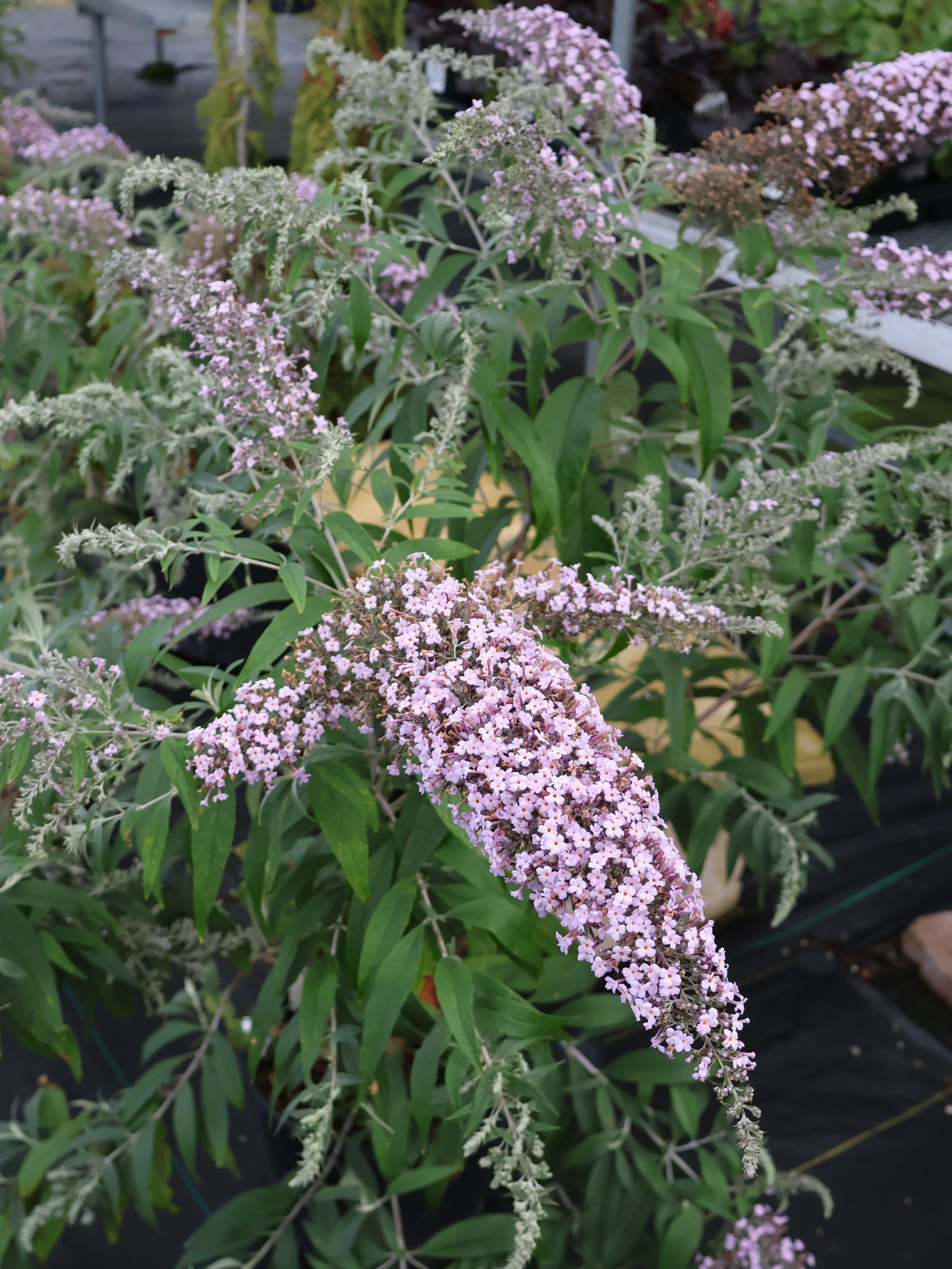 Butterfly Bush - Grande Cascade