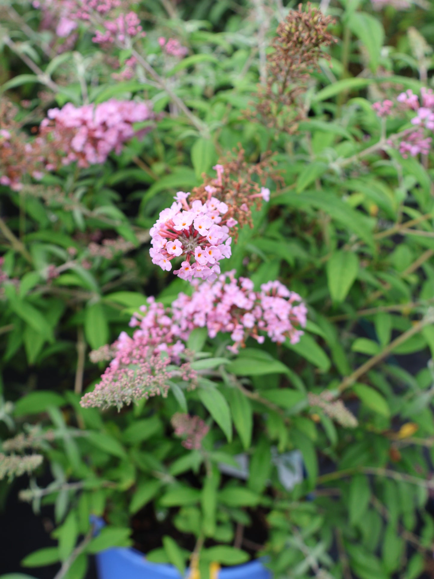 Butterfly Bush - Pink Delight
