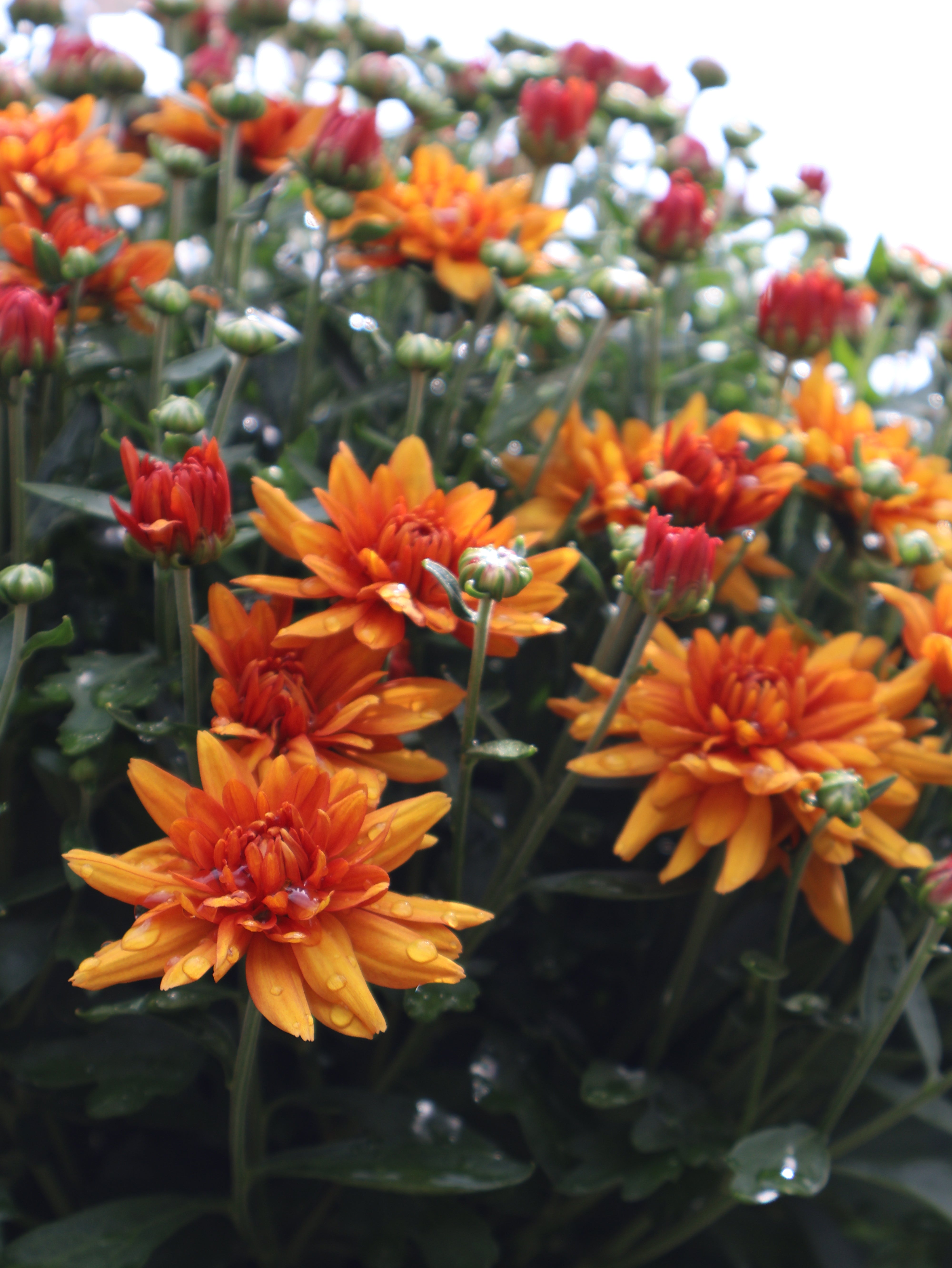 Fall Plants*