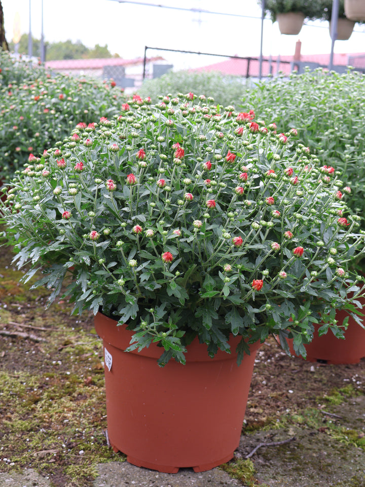 10" MUM