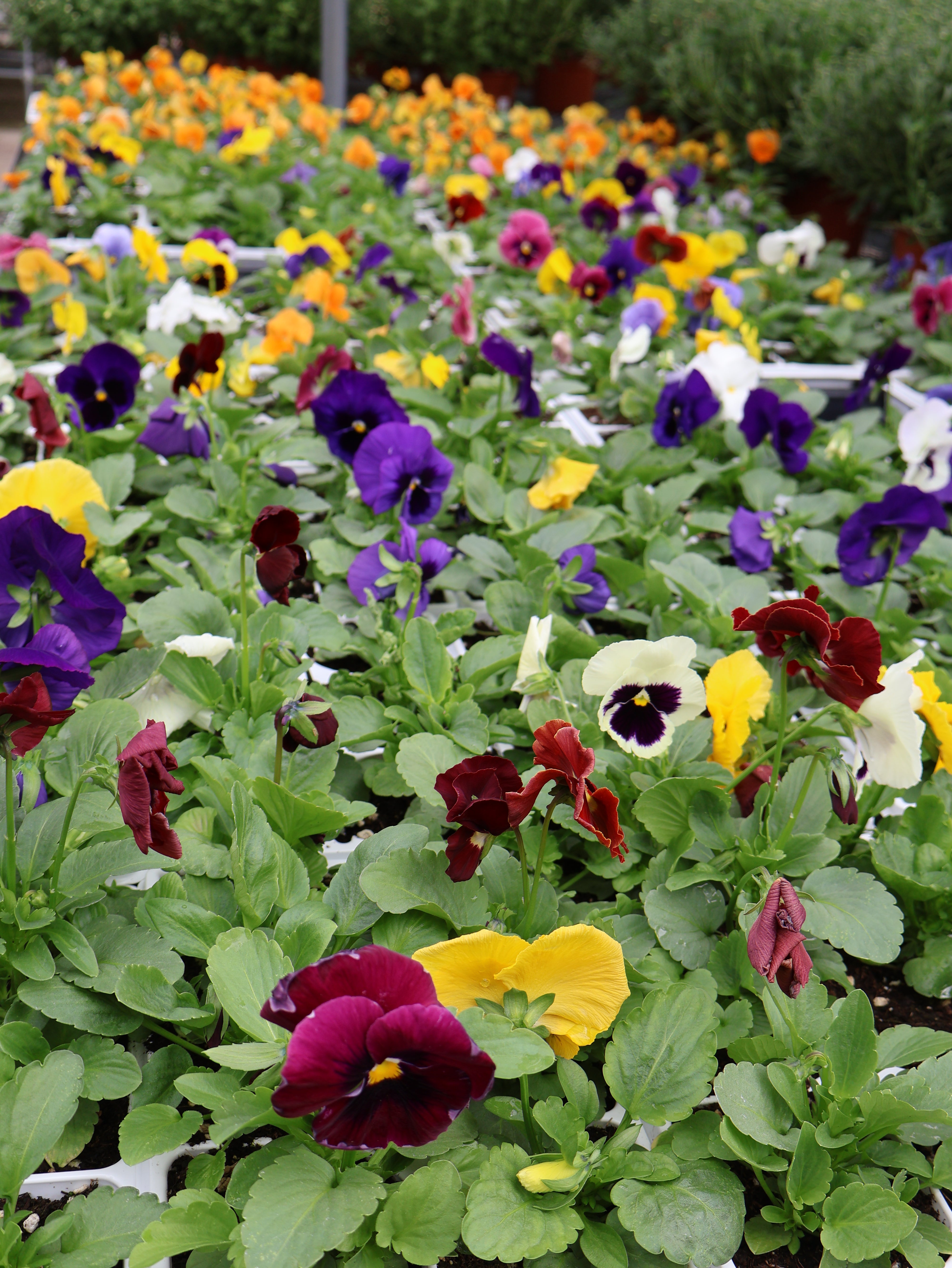 6-Pack Pansy/Viola – Pandy's Garden Center