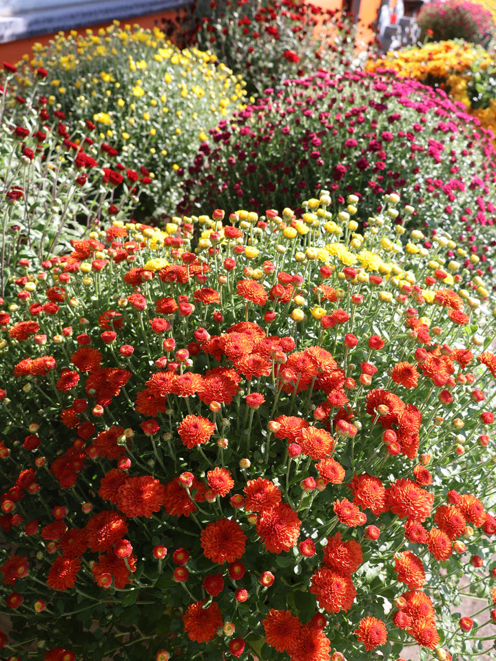 12" PATIO MUM
