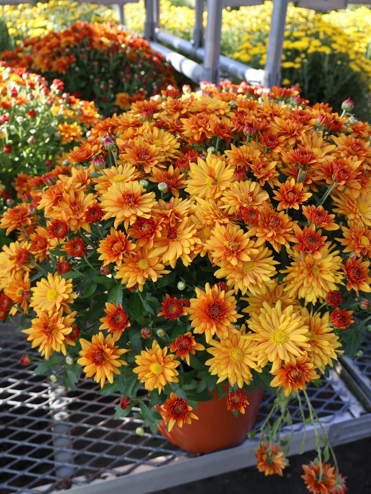 8" MUM