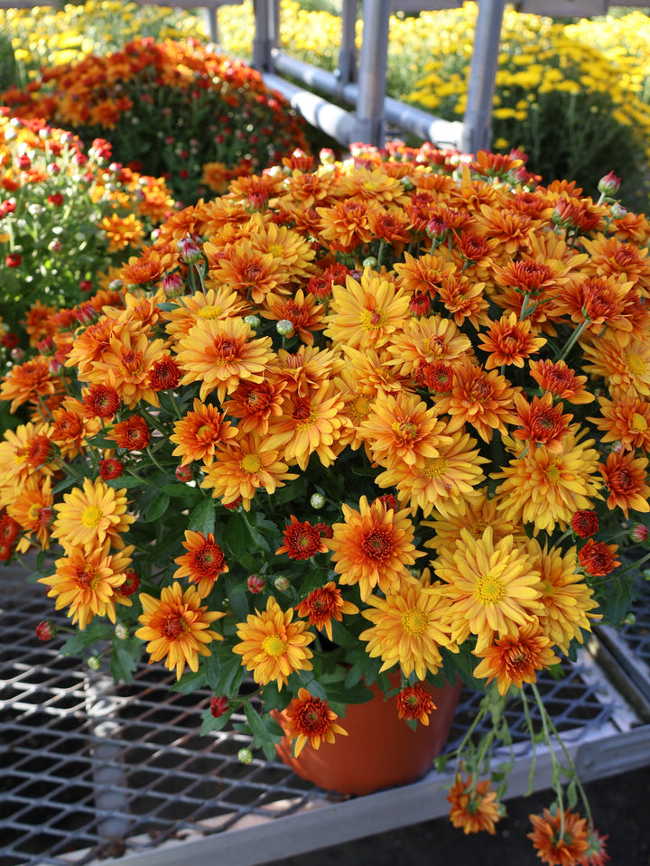 8" MUM