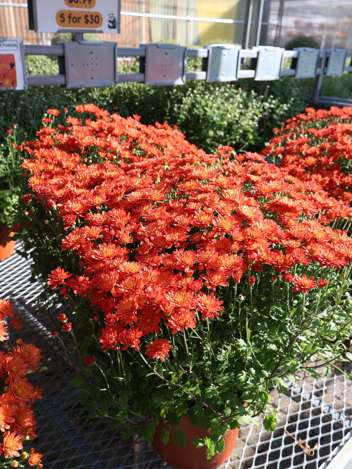 8" MUM