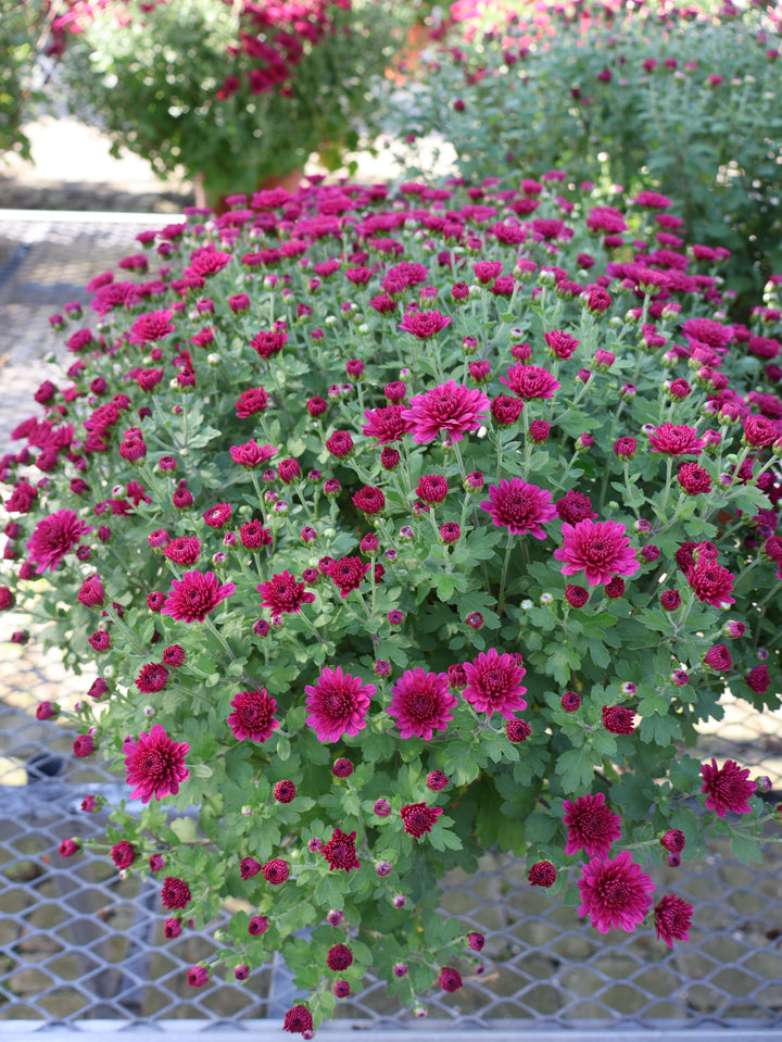 8" MUM