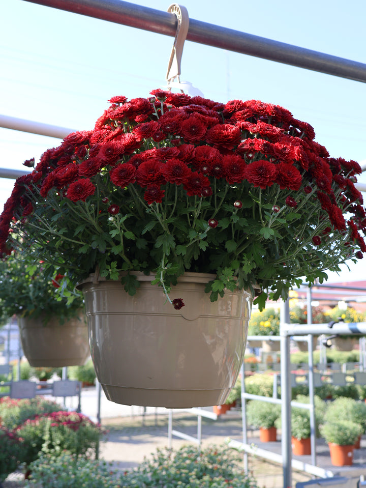 10" HB MUM