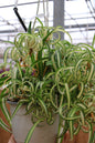 6" HB SPIDER PLANT BONNIE