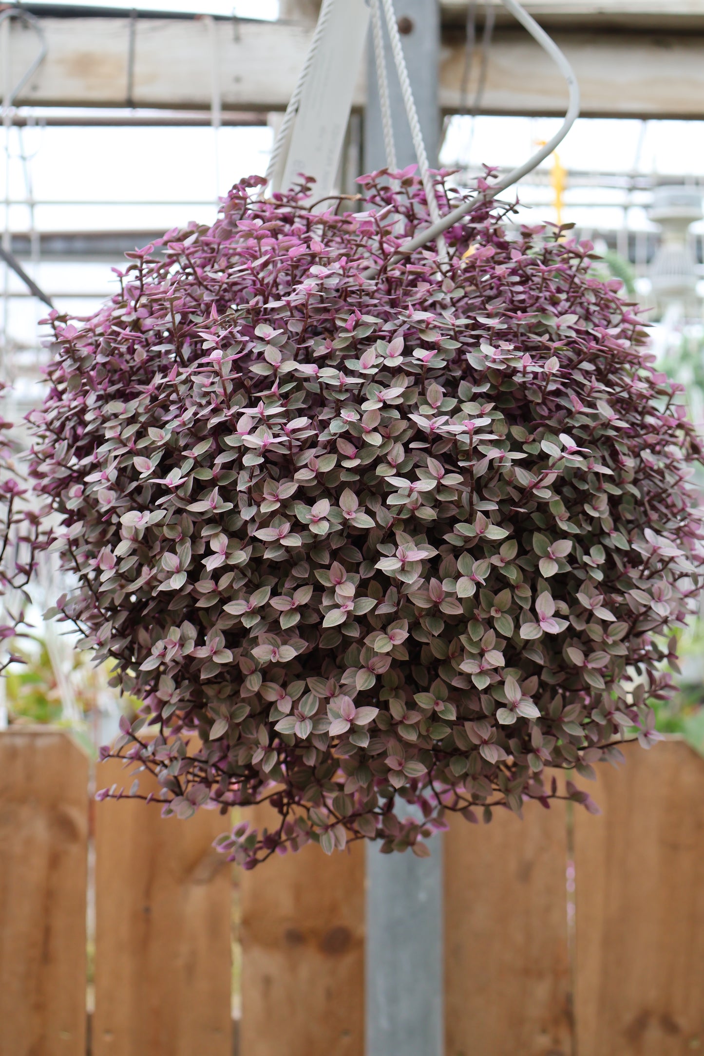 6" HB CALLISIA PINK PANTHER