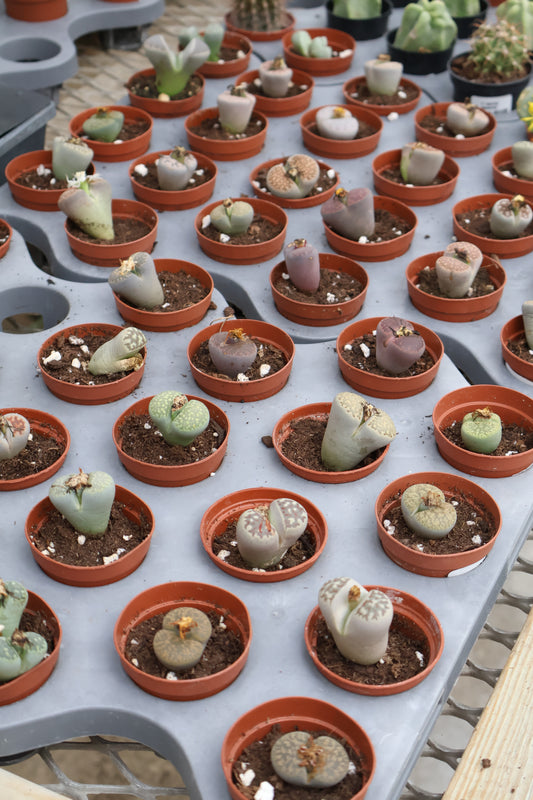 2" LITHOPS