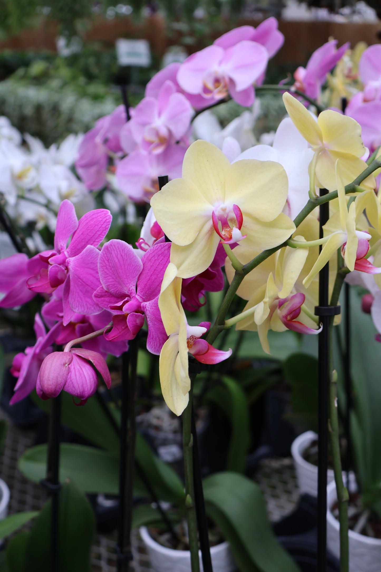 5" ORCHID