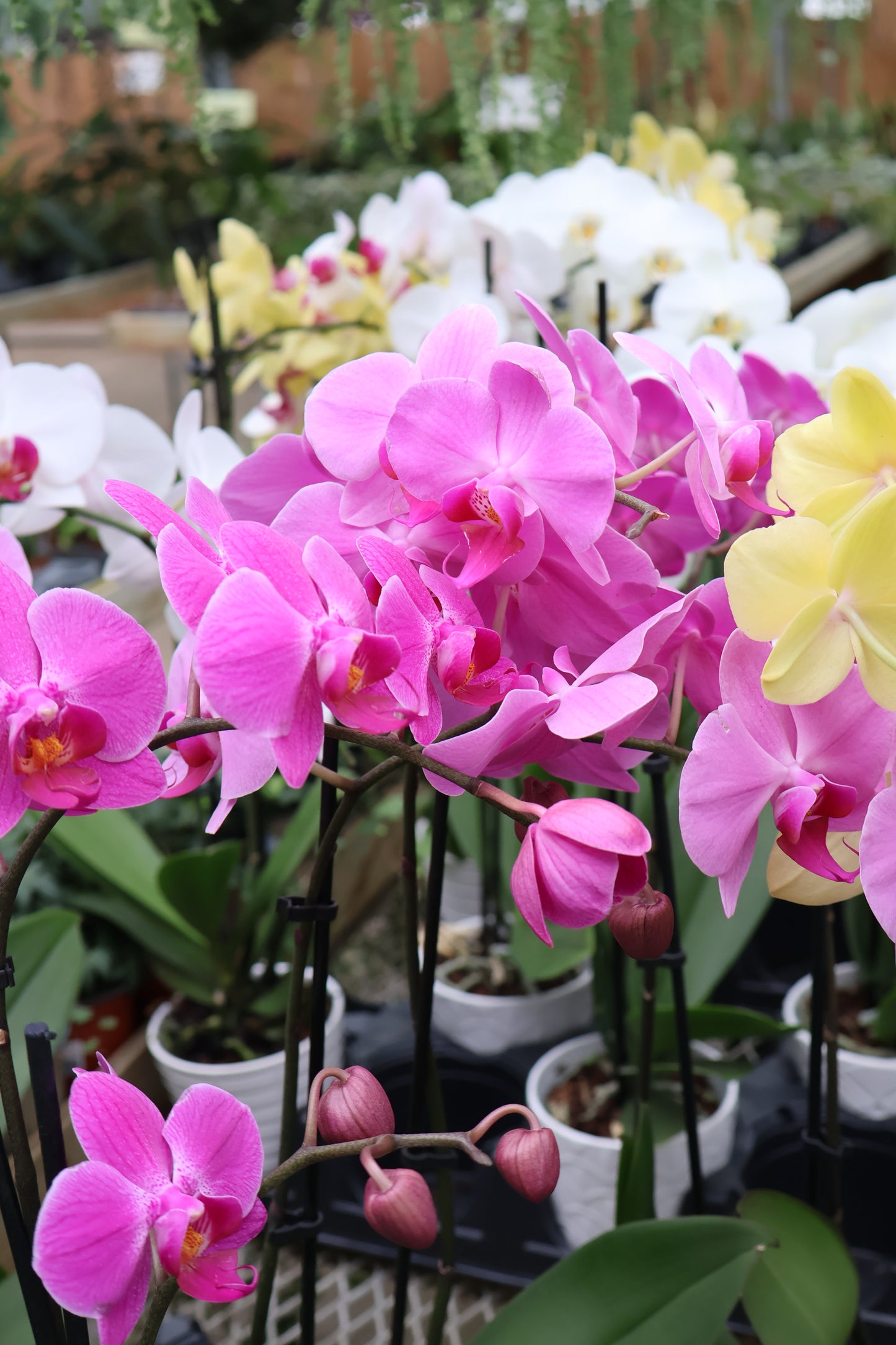 5" ORCHID