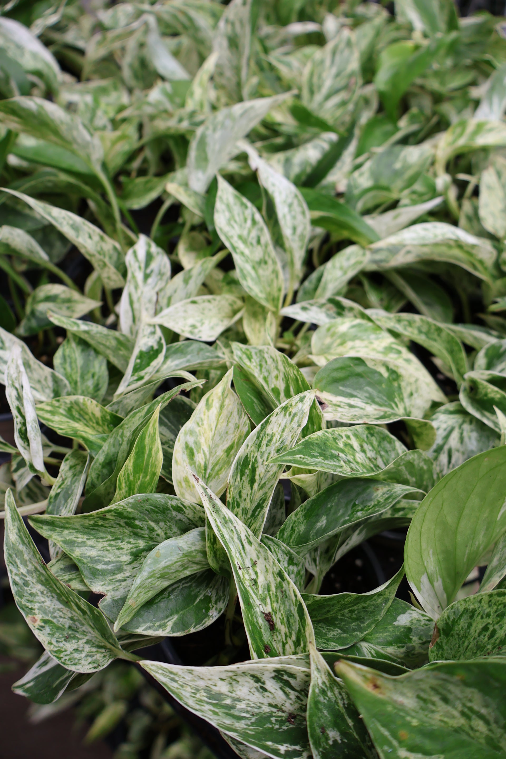 money plant marble prince 4.5" MARBLE PRINCE POTHOS