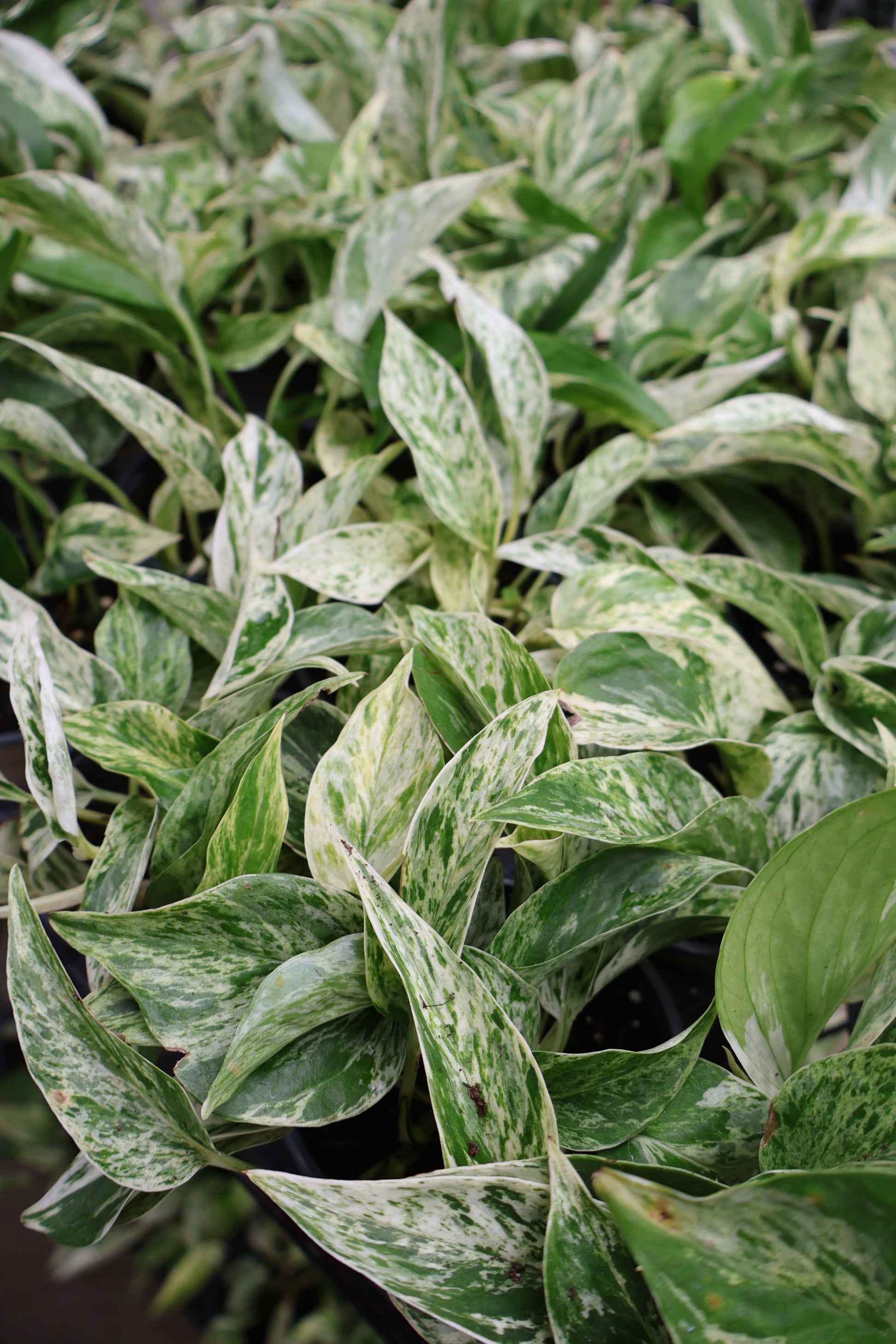 marble prince money plant 4.5" MARBLE PRINCE POTHOS