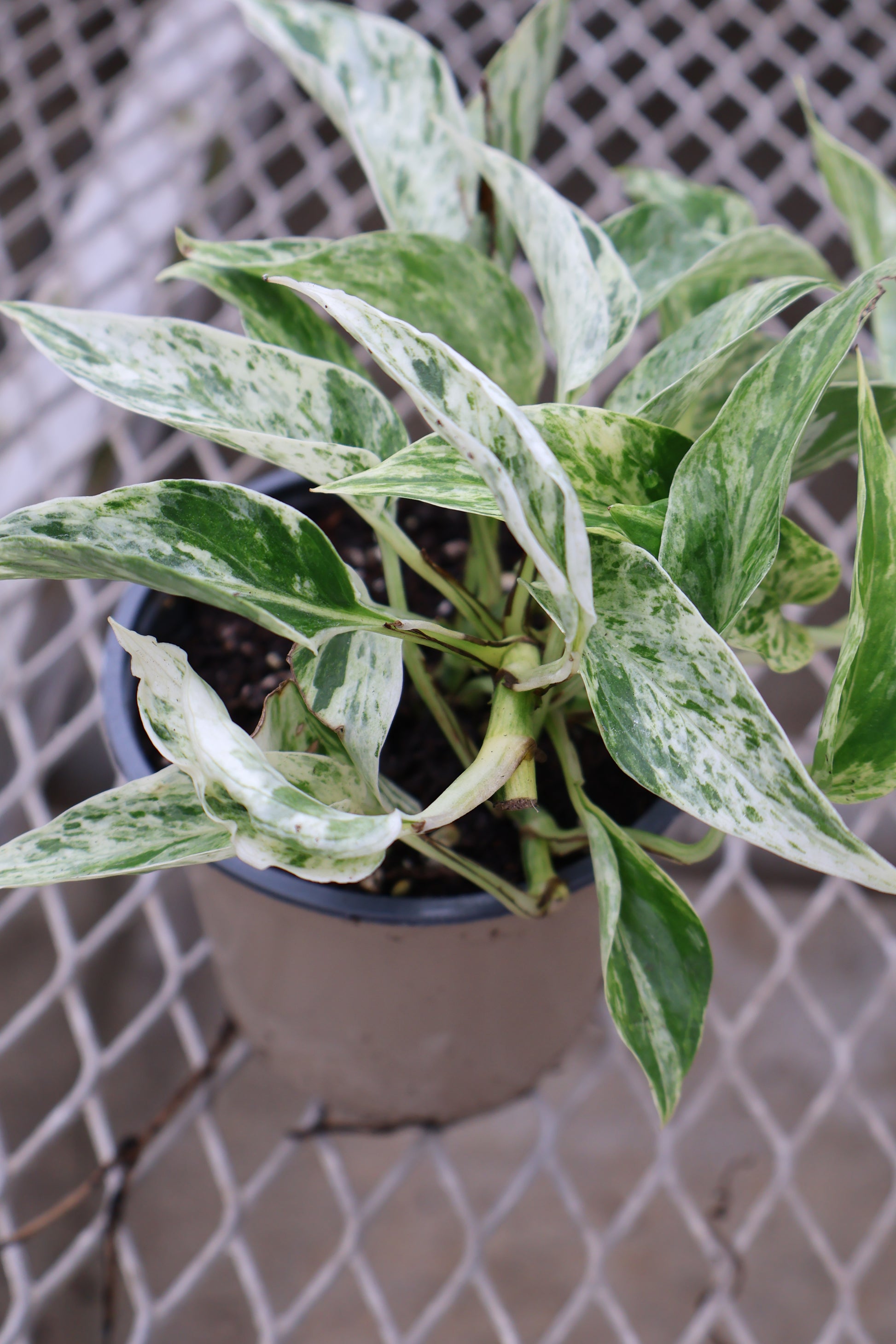 marble pothos near me 4.5" MARBLE PRINCE POTHOS – Pandy's Garden Center