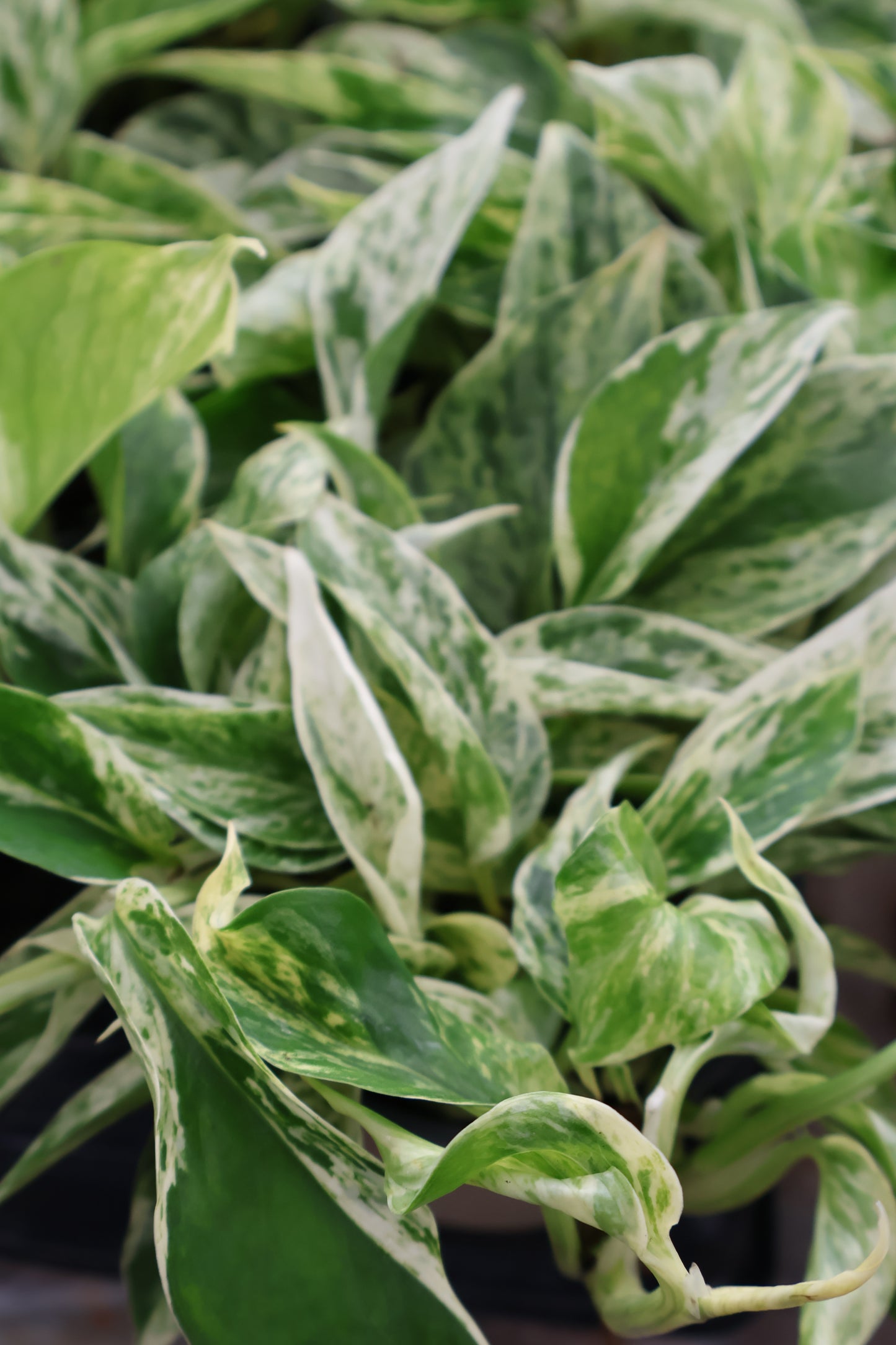 4.5" MARBLE PRINCE POTHOS