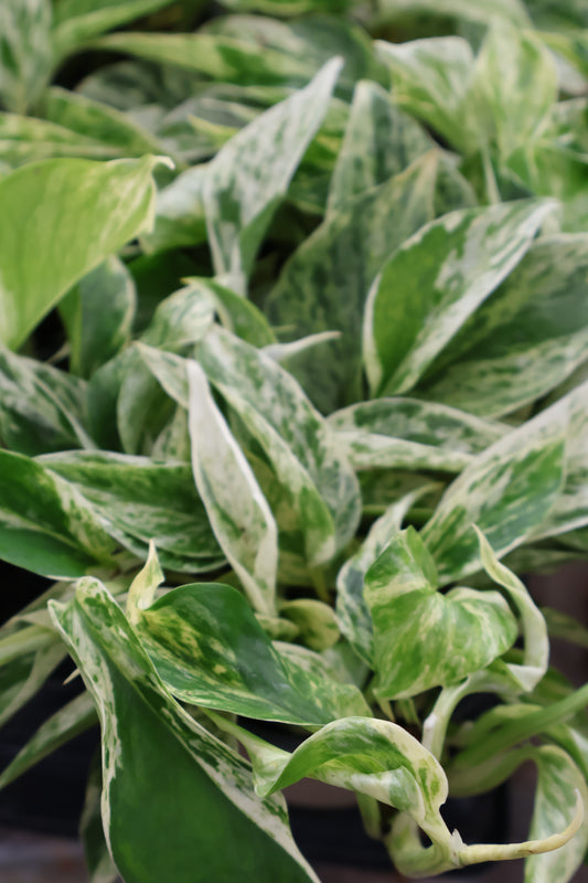 4.5" MARBLE PRINCE POTHOS