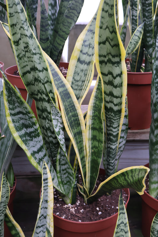 10" Sansevieria