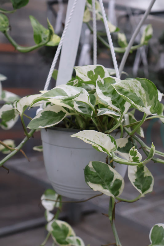 6" HB POTHOS PEARLS N JADE