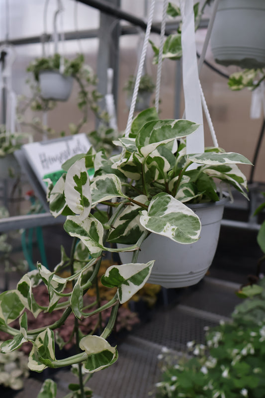 6" HB POTHOS PEARLS N JADE