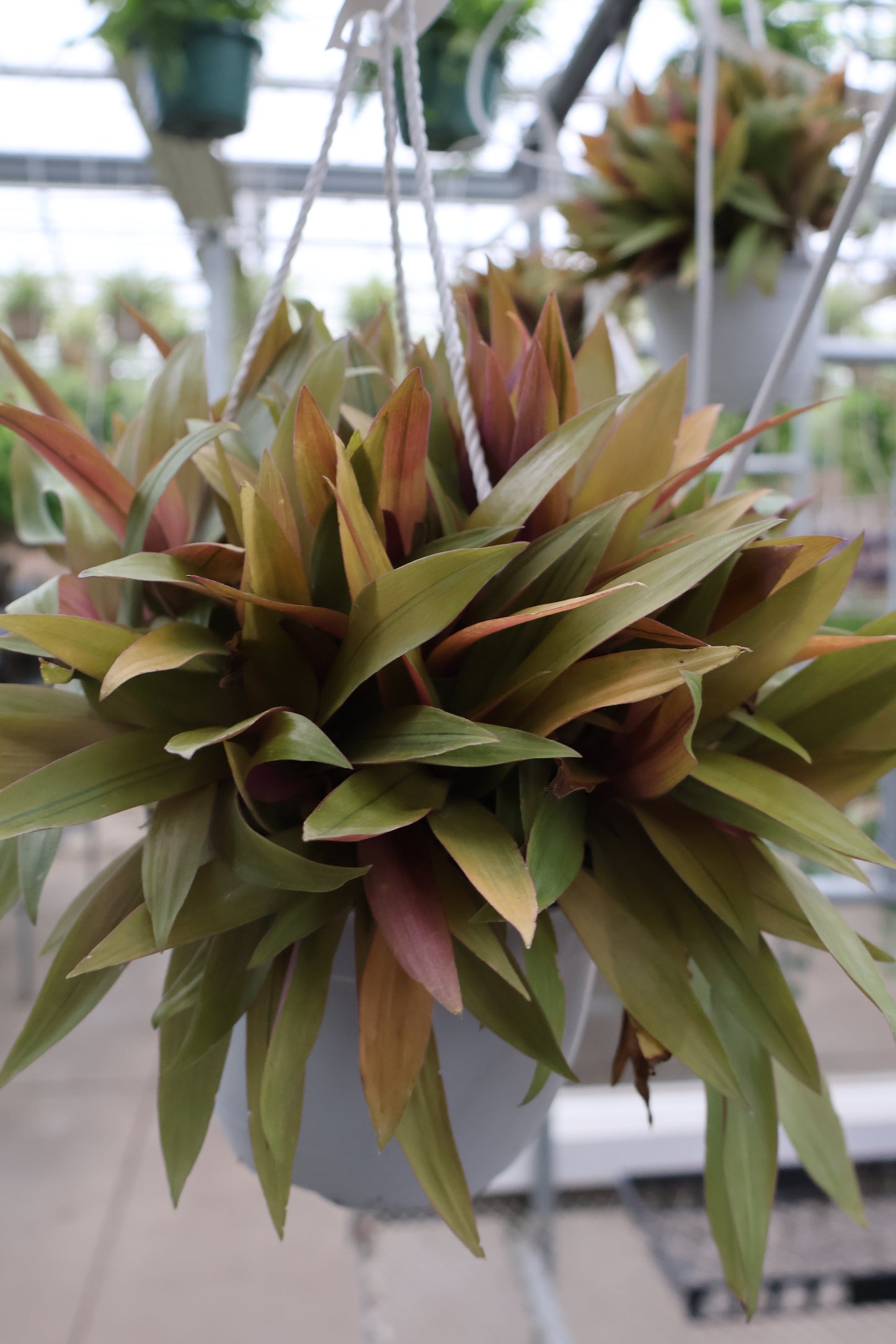 6" HB RHEO AMBER WAVES