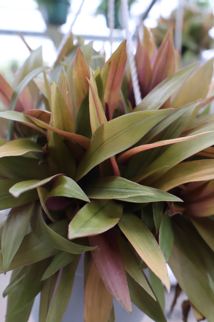 6" HB RHEO AMBER WAVES