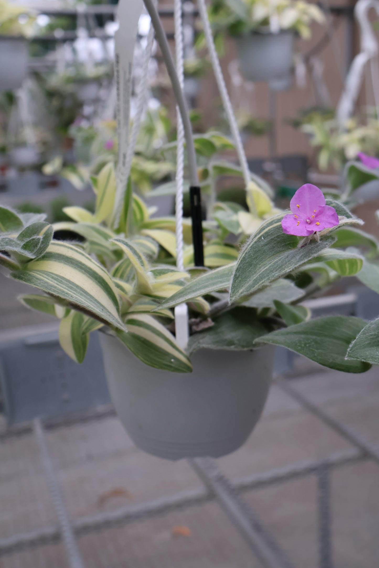 6" HB TRADESCANTIA VELVET VARIEGATED