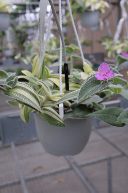 6" HB TRADESCANTIA VELVET VARIEGATED