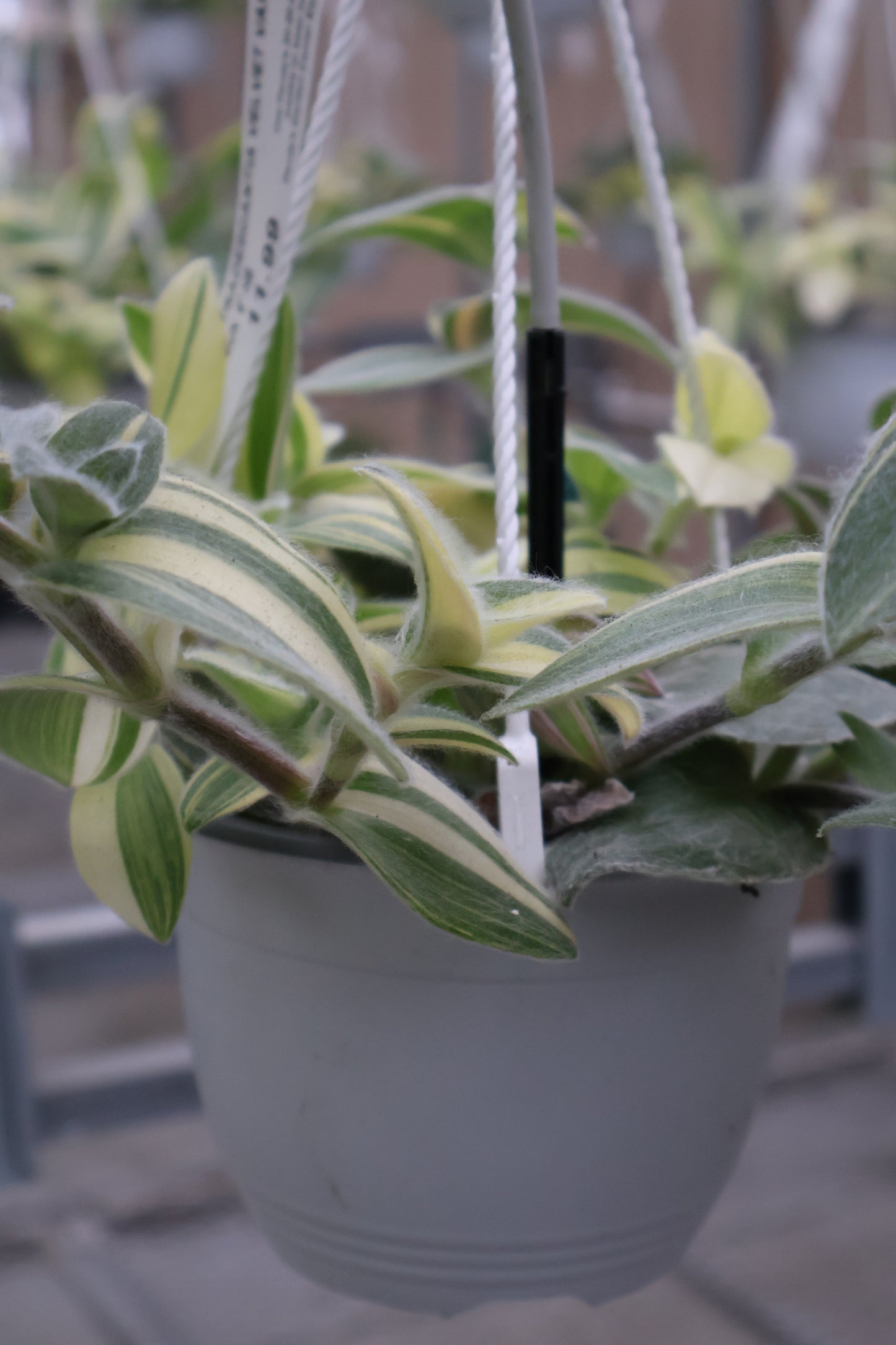 6" HB TRADESCANTIA VELVET VARIEGATED