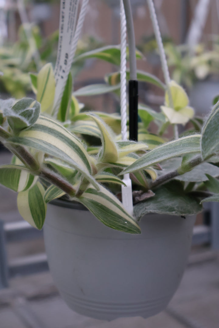 6" HB TRADESCANTIA VELVET VARIEGATED