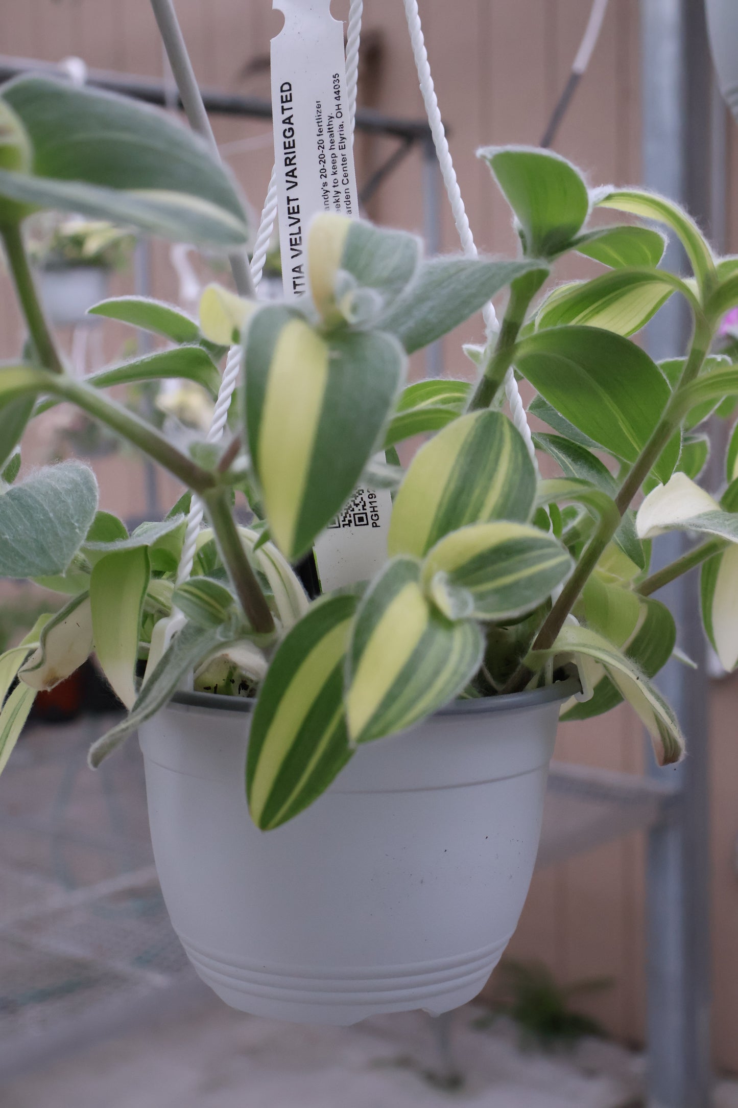 6" HB TRADESCANTIA VELVET VARIEGATED