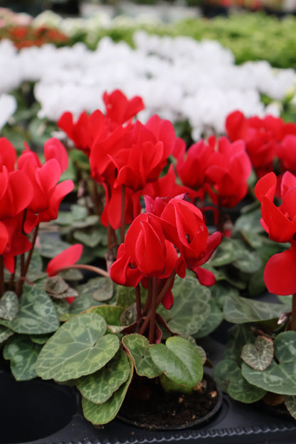 3" MINI CYCLAMEN