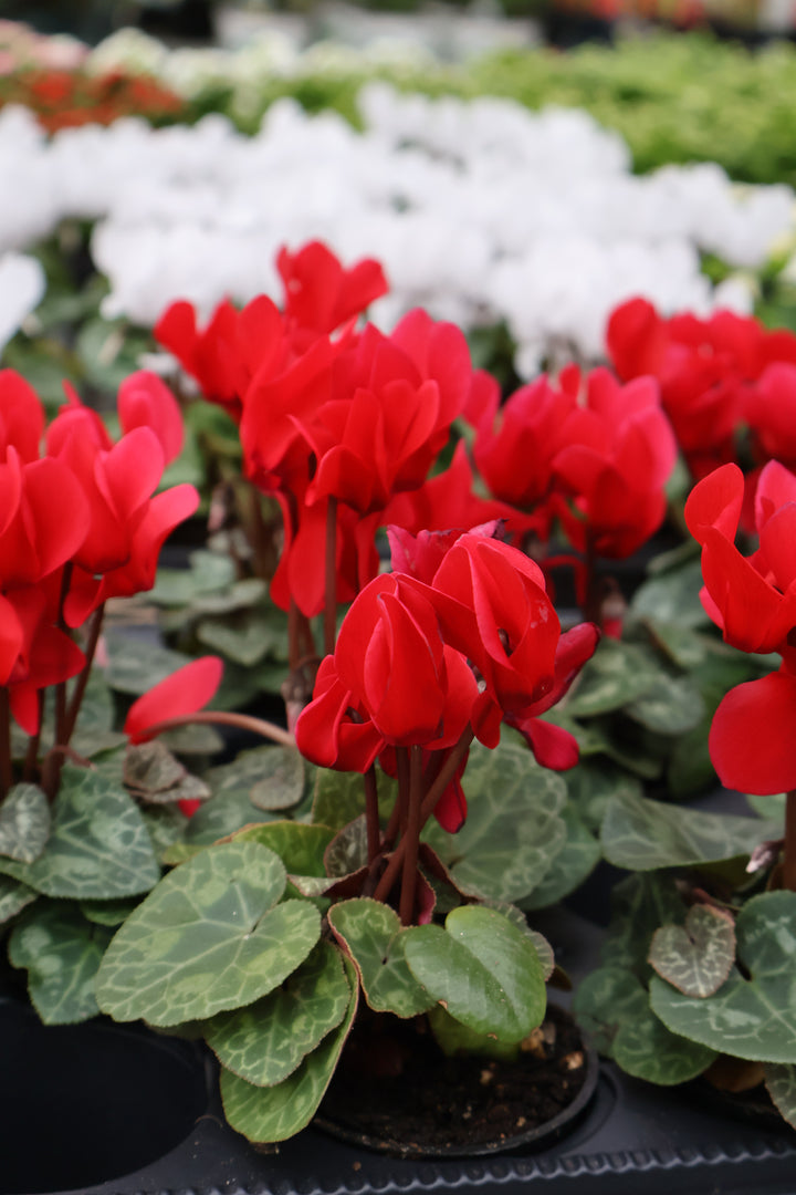 3" MINI CYCLAMEN