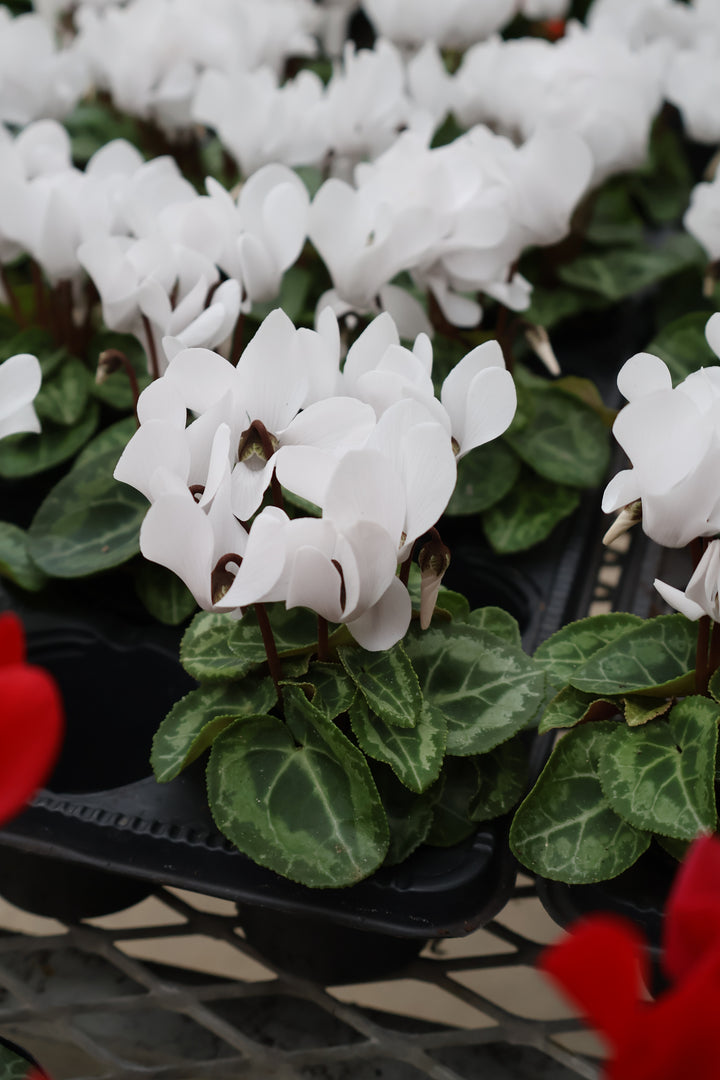 3" MINI CYCLAMEN